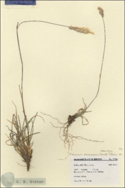 URN_catalog_HBHinton_herbarium_27780.jpg.jpg