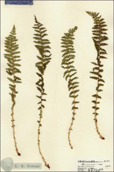 URN_catalog_HBHinton_herbarium_22151.jpg.jpg