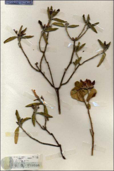 URN_catalog_HBHinton_herbarium_19285.jpg.jpg