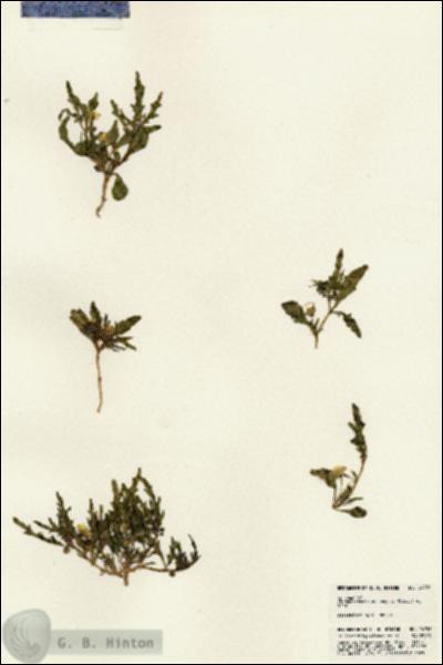 URN_catalog_HBHinton_herbarium_24756.jpg.jpg