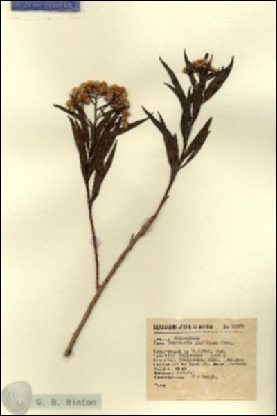 URN_catalog_HBHinton_herbarium_13579.jpg.jpg