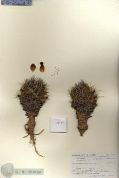URN_catalog_HBHinton_herbarium_27165.jpg.jpg