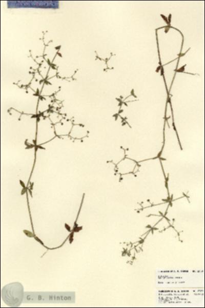 URN_catalog_HBHinton_herbarium_23439.jpg.jpg
