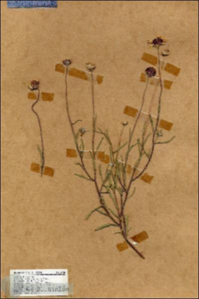 URN_catalog_HBHinton_herbarium_18484.jpg.jpg