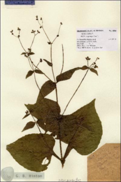 URN_catalog_HBHinton_herbarium_9509.jpg.jpg