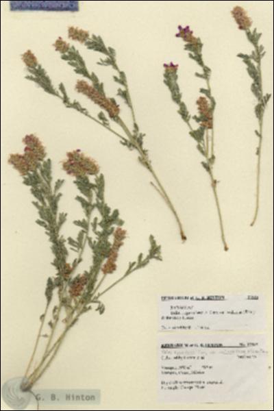 URN_catalog_HBHinton_herbarium_27515.jpg.jpg