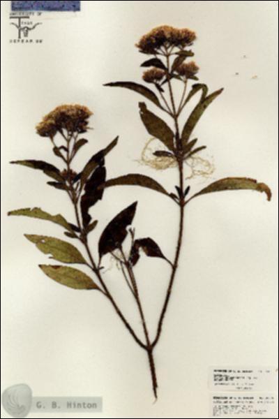 URN_catalog_HBHinton_herbarium_26395.jpg.jpg