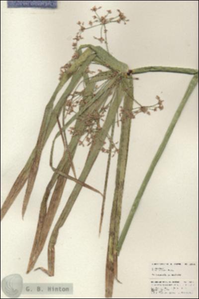 URN_catalog_HBHinton_herbarium_25306.jpg.jpg