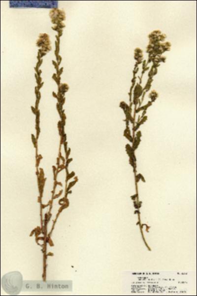 URN_catalog_HBHinton_herbarium_22362.jpg.jpg