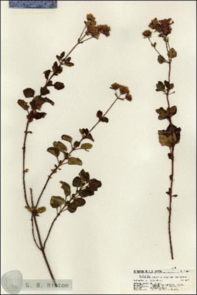 URN_catalog_HBHinton_herbarium_21667.jpg.jpg