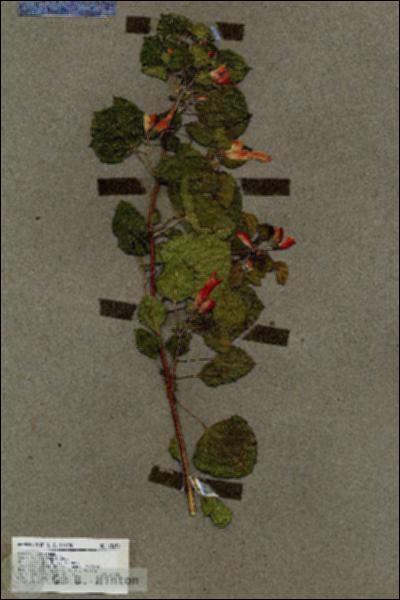 URN_catalog_HBHinton_herbarium_18650.jpg.jpg