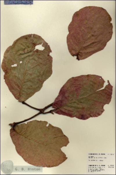 URN_catalog_HBHinton_herbarium_22676.jpg.jpg