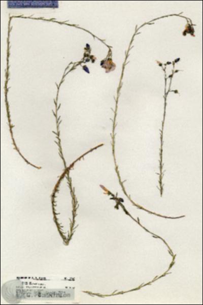 URN_catalog_HBHinton_herbarium_18846.jpg.jpg