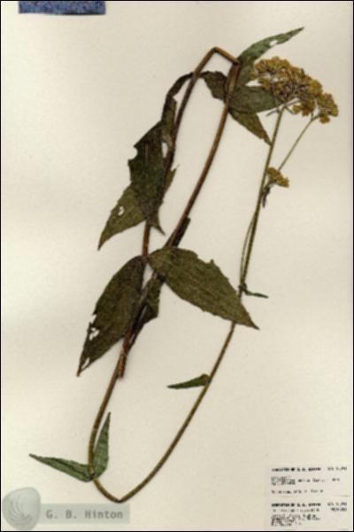 URN_catalog_HBHinton_herbarium_23791.jpg.jpg