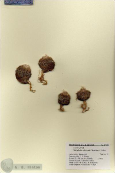 URN_catalog_HBHinton_herbarium_27838.jpg.jpg