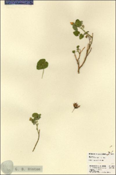URN_catalog_HBHinton_herbarium_22873.jpg.jpg
