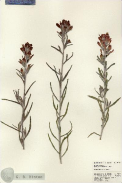 URN_catalog_HBHinton_herbarium_23032.jpg.jpg