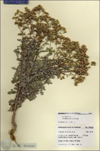 URN_catalog_HBHinton_herbarium_28654.jpg.jpg