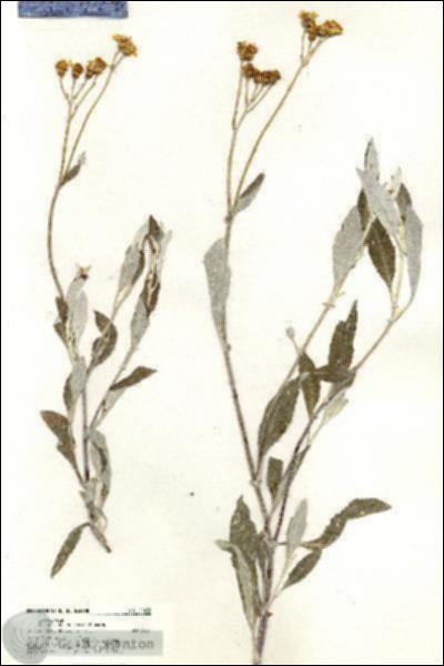 URN_catalog_HBHinton_herbarium_20436.jpg.jpg