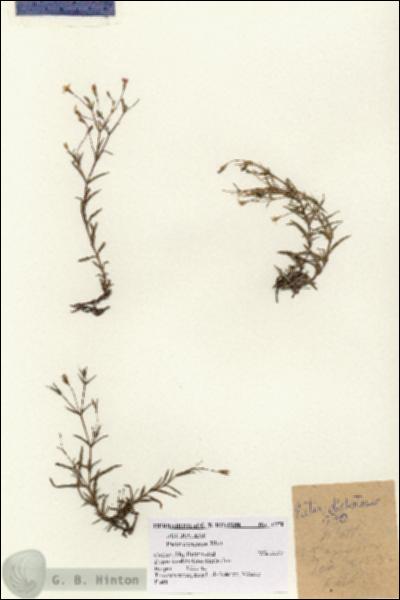 URN_catalog_HBHinton_herbarium_1270.jpg.jpg