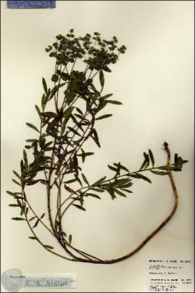 URN_catalog_HBHinton_herbarium_22836.jpg.jpg