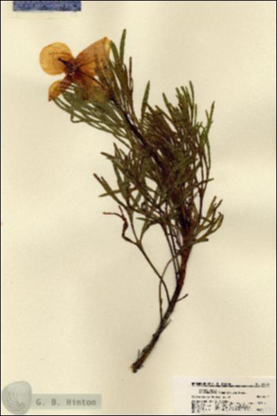 URN_catalog_HBHinton_herbarium_21806.jpg.jpg