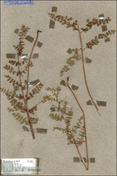 URN_catalog_HBHinton_herbarium_18299.jpg.jpg