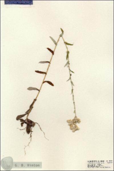 URN_catalog_HBHinton_herbarium_24597.jpg.jpg