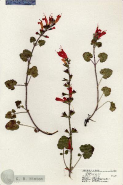URN_catalog_HBHinton_herbarium_20260.jpg.jpg