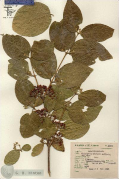 URN_catalog_HBHinton_herbarium_8051.jpg.jpg