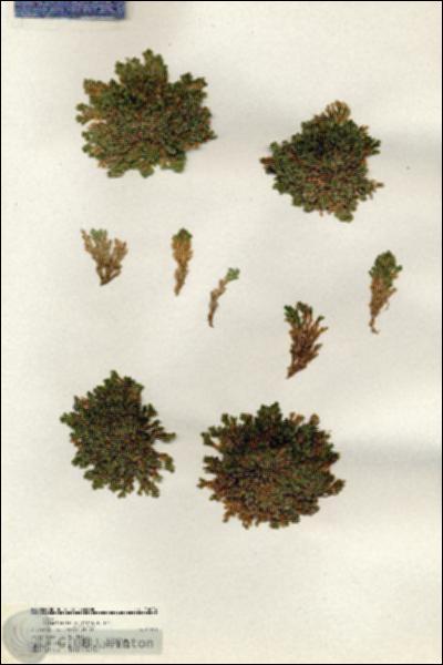 URN_catalog_HBHinton_herbarium_20004.jpg.jpg