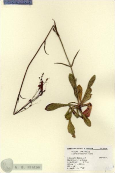 URN_catalog_HBHinton_herbarium_19166.jpg.jpg