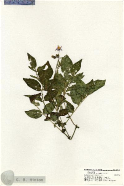 URN_catalog_HBHinton_herbarium_21114.jpg.jpg