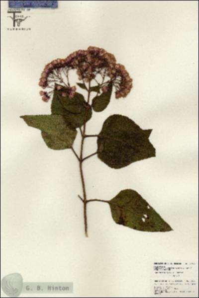 URN_catalog_HBHinton_herbarium_26097.jpg.jpg