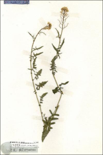 URN_catalog_HBHinton_herbarium_19707.jpg.jpg