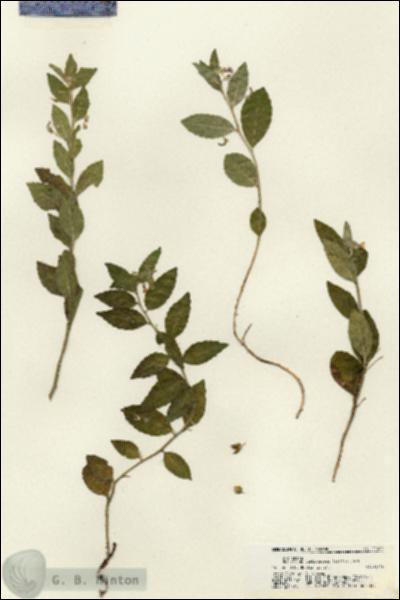 URN_catalog_HBHinton_herbarium_21402.jpg.jpg