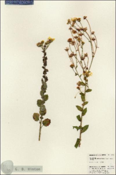 URN_catalog_HBHinton_herbarium_24986.jpg.jpg