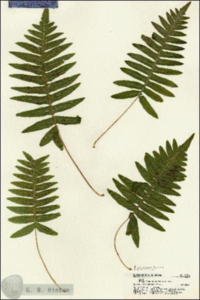 URN_catalog_HBHinton_herbarium_21346.jpg.jpg