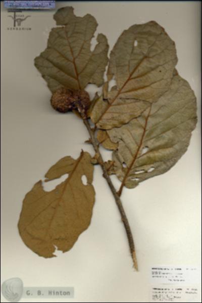 URN_catalog_HBHinton_herbarium_26821.jpg.jpg