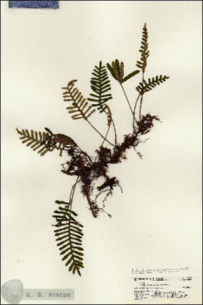 URN_catalog_HBHinton_herbarium_21218.jpg.jpg