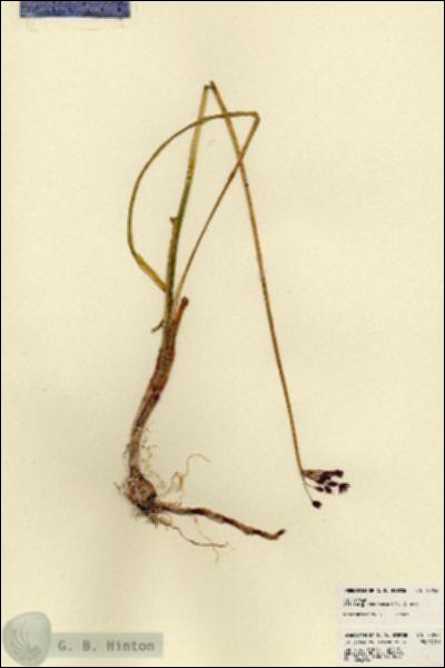 URN_catalog_HBHinton_herbarium_23248.jpg.jpg