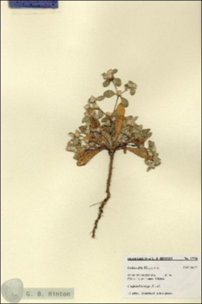 URN_catalog_HBHinton_herbarium_27746.jpg.jpg