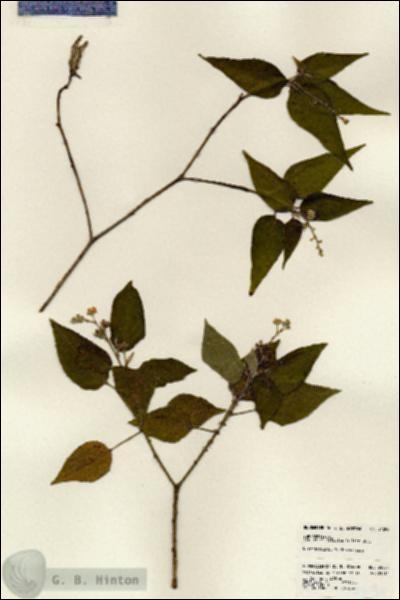 URN_catalog_HBHinton_herbarium_24098.jpg.jpg