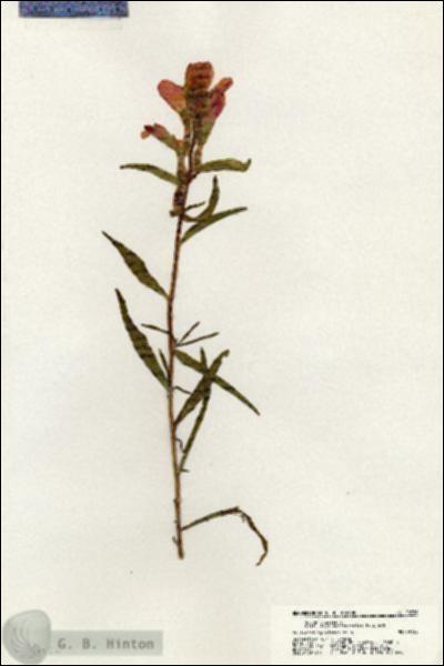 URN_catalog_HBHinton_herbarium_20726.jpg.jpg