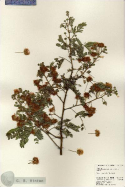 URN_catalog_HBHinton_herbarium_24159.jpg.jpg