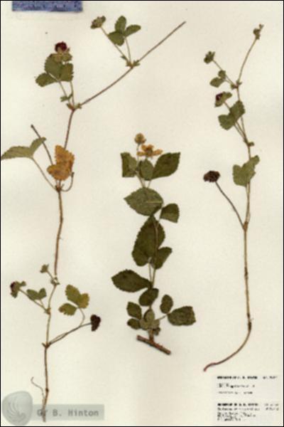URN_catalog_HBHinton_herbarium_24135.jpg.jpg
