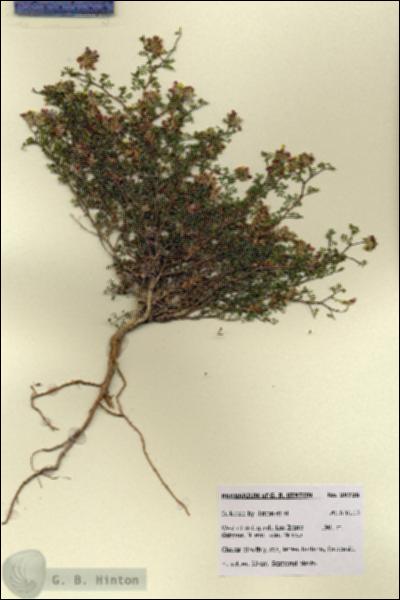 URN_catalog_HBHinton_herbarium_28736.jpg.jpg