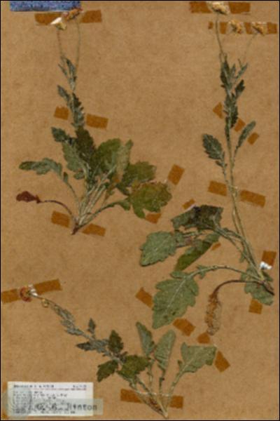 URN_catalog_HBHinton_herbarium_17732.jpg.jpg