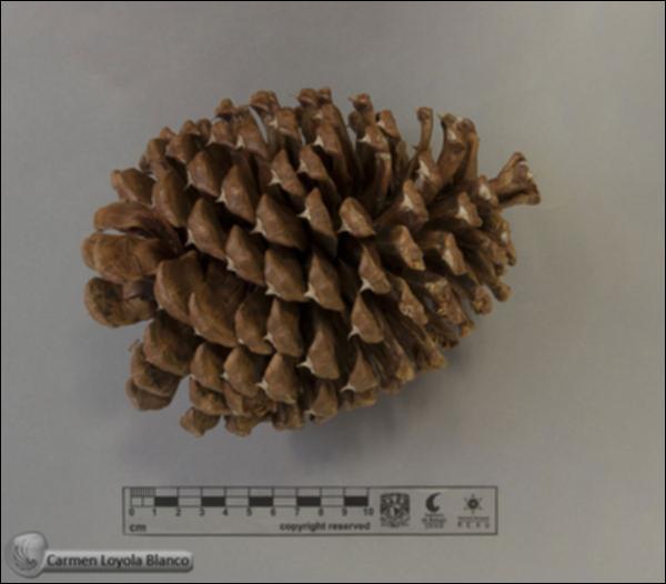Pinus-jeffreyi-FS7422-a.jpg.jpg