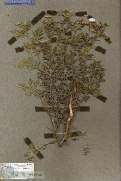 URN_catalog_HBHinton_herbarium_19448.jpg.jpg